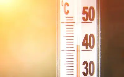 La canicule et la sécheresse au potager