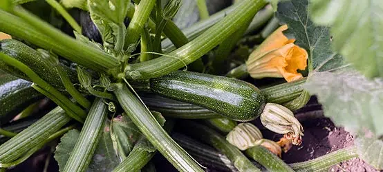 Courgette du potager