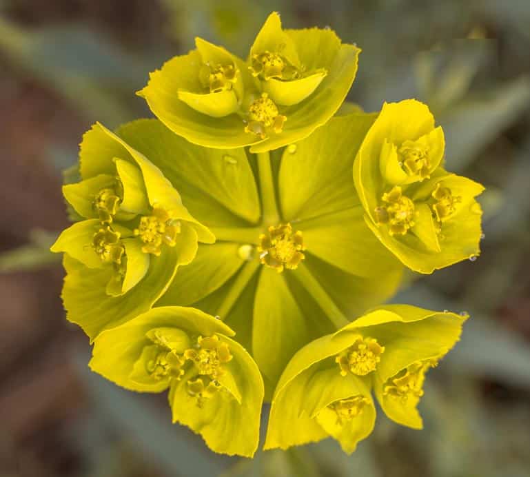 Fleur jaune de l’euphorbe dentée (Euphorbia serrata) 
