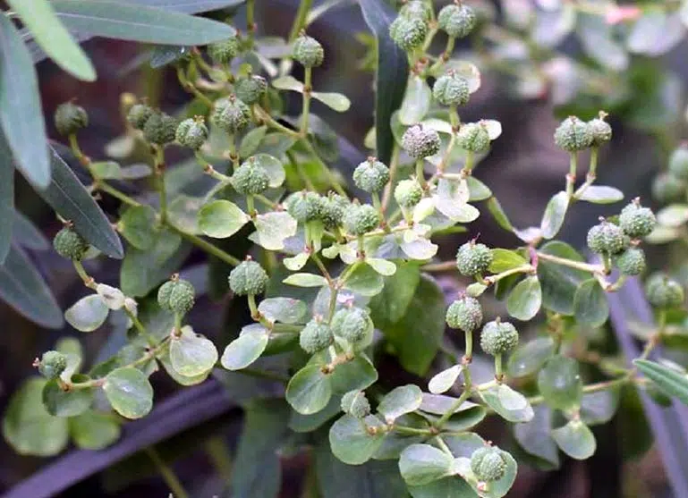 Euphorbe des marais (Euphorbia palustris)