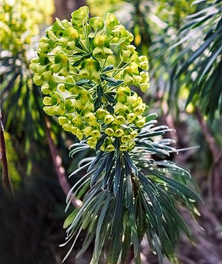 L'Euphorbe characias ou Euphorbe des garrigues 