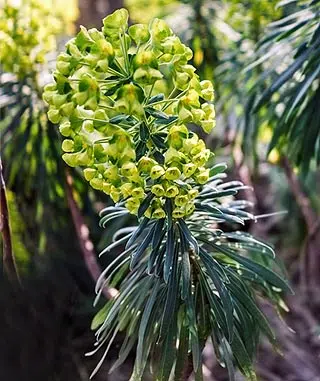 L'Euphorbe characias ou Euphorbe des garrigues 