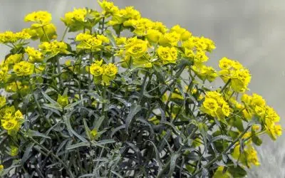 L'Euphorbe dentée, Euphorbia serrata.