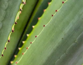 Feuilles d'agave