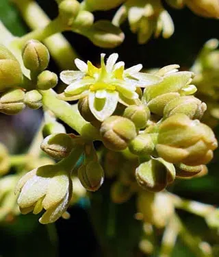 Floraison de l'avocatier 