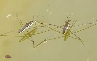 araignée d'eau ou gerris