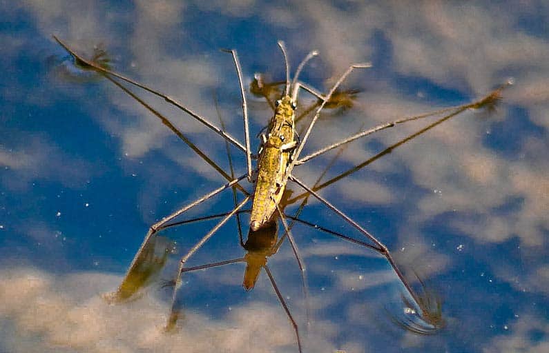Araignée d'eau / Gerris Lacustris