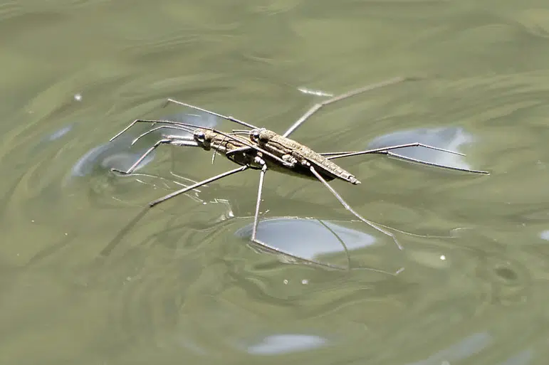 Accouplement d'araignées d'eau ou gerris