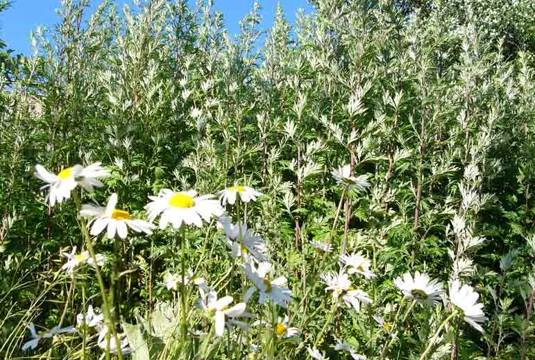 Mauvaises herbes et marguerites au jardin potager