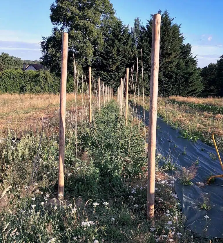 Tuteurs tomate en palissage