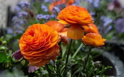 Renoncules dans le jardin