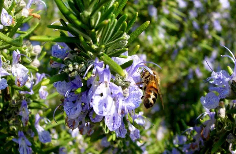 Romarin en fleur butiné par une abeille