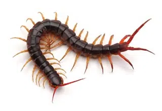 Scolopendra cingulata - Chilopode