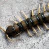 Scolopendre, comment se débarrasser de ce parasite ?