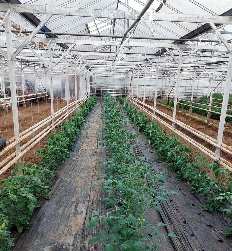 Tomates soutenues par des cordes à l'intérieur de la serre