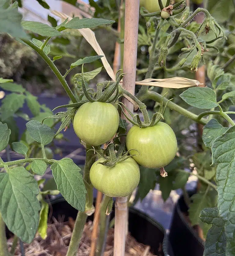 Tuteur tomates en bambou