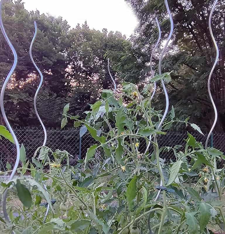 tuteur spirale pour soutenir les tomates