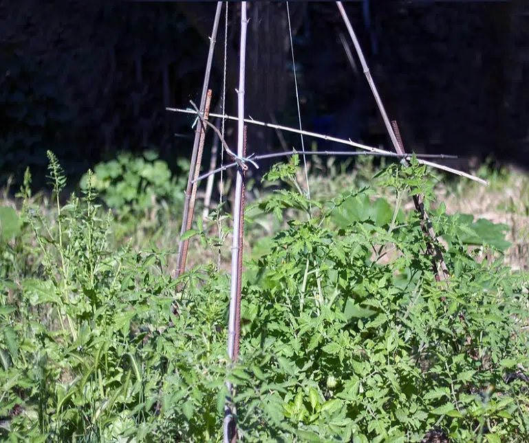 Tuteurs assemblés en tipi