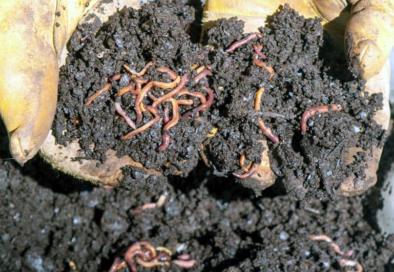 Vers de compost
