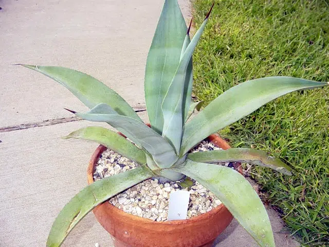 Agave americana