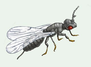 Le blastophage, insecte pollinisateur du figuier