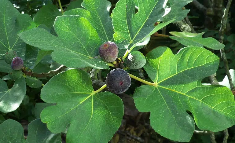 Figuier avec des fruits