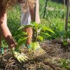 créer un jardin écologique