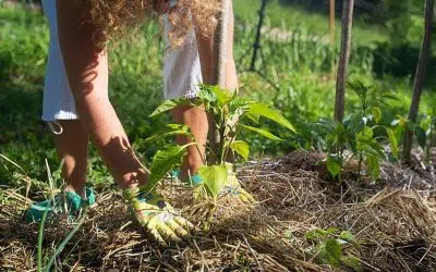 créer un jardin écologique