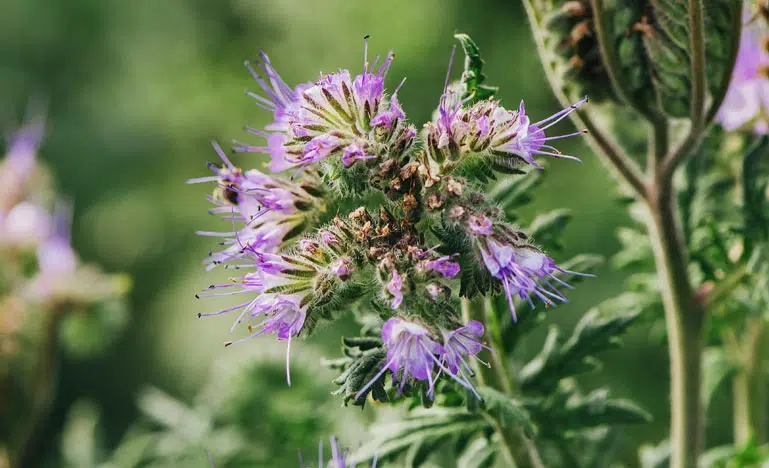 La phacélie à feuilles de tanaisie (Phacelia tanacetifolia)