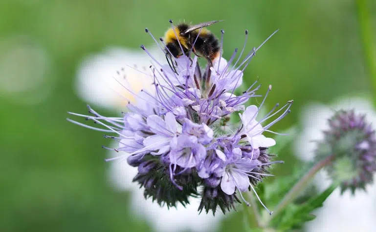 Fleur de phacélie pollinisant des abeilles