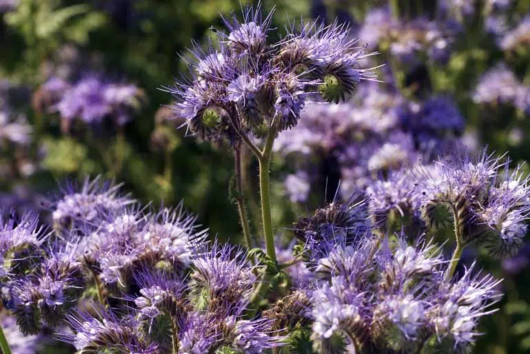 Phacélie au jardin potager