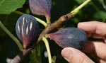 Récolte des figues mûres