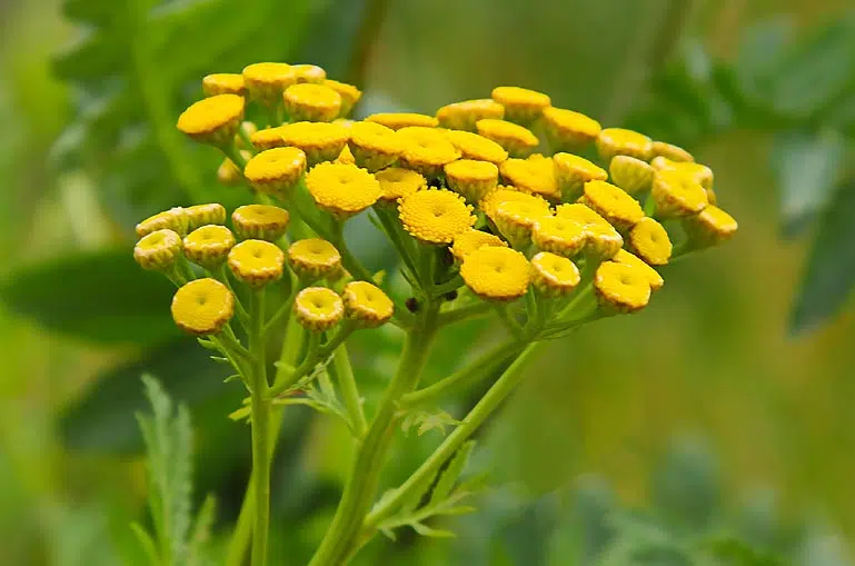 La tanaisie, un insecticide naturel.