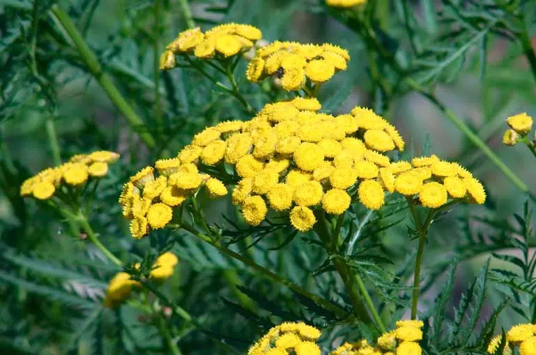 Tanaisie commune (Tanacetum vulgare)