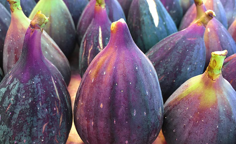 Fruits fraîchement cueillis sur un figuier Violette Dauphine