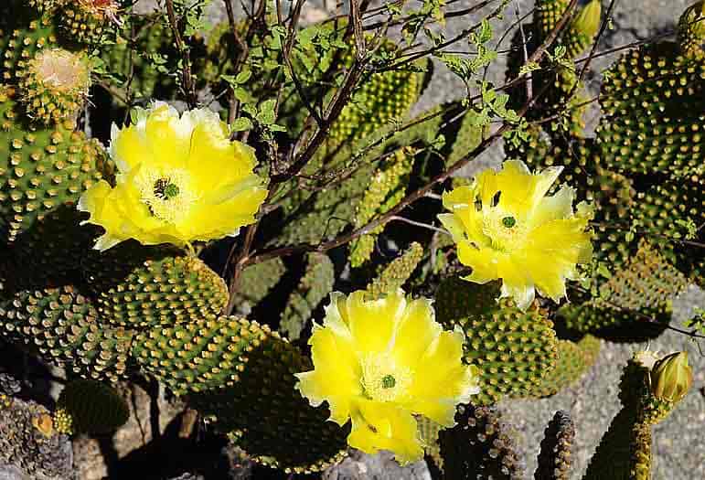 Opuntia microdasys (cactus raquette)