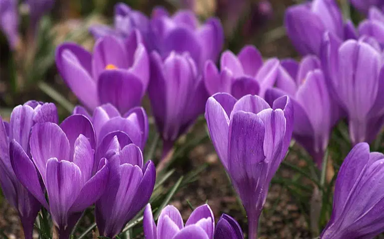 Crocus