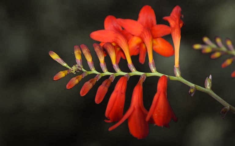 Croscomias