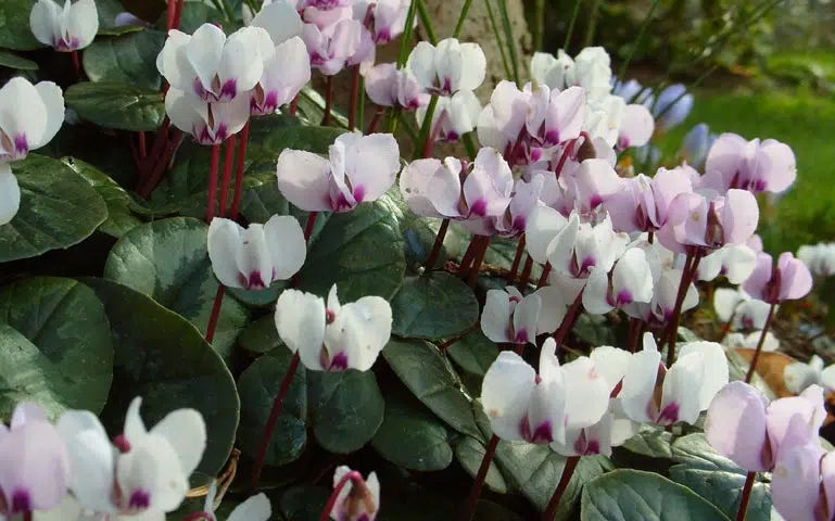 Cyclamen