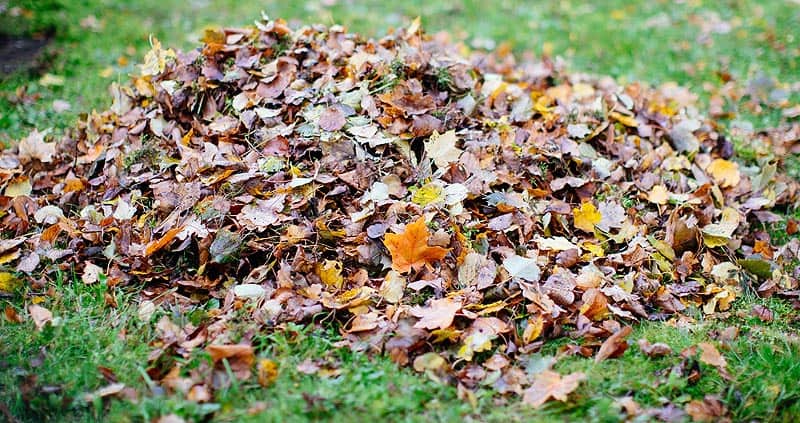 Feuilles du jardin