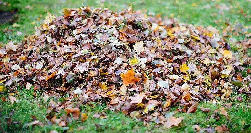 Feuilles du jardin