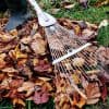 Les feuilles mortes du jardin