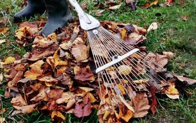 Les feuilles mortes du jardin