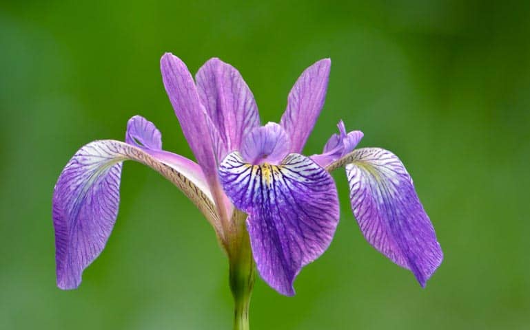 Iris
