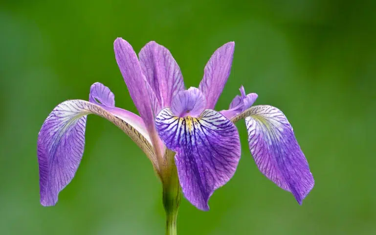 Iris