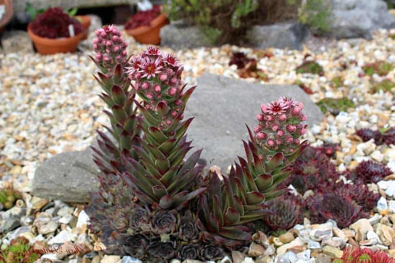 12 plantes grasses extérieures qui ne gèlent pas ! - Jardinage