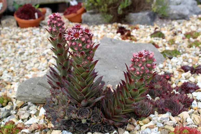 La joubarbe (Sempervivum)