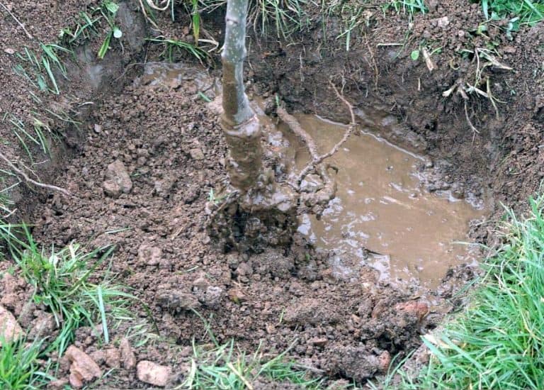 Quand et comment transplanter un arbre fruitier ? La méthode.