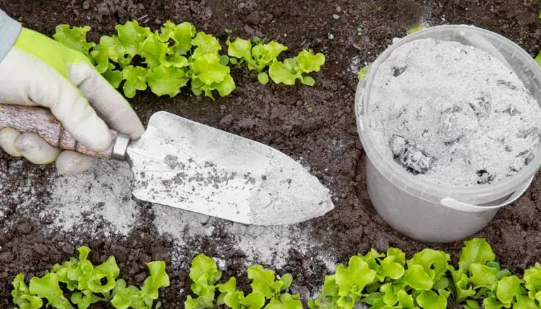 Où et comment épandre de la cendre au potager ?