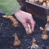 Plantation des bulbes d'automne